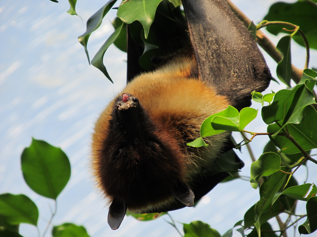 Ryukyu flying fox, Ryukyu fruit bat (Pteropus dasymallus); Image ONLY
