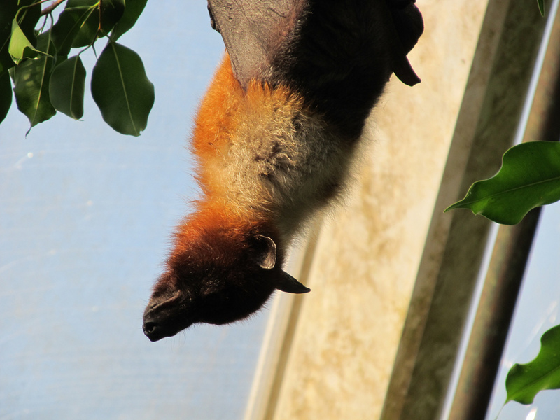 Ryukyu flying fox, Ryukyu fruit bat (Pteropus dasymallus); DISPLAY FULL IMAGE.