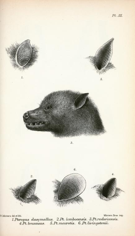 Catalogue of the chiroptera - 3. Rodrigues flying fox, Rodrigues fruit bat (Pteropus rodricensis); Image ONLY