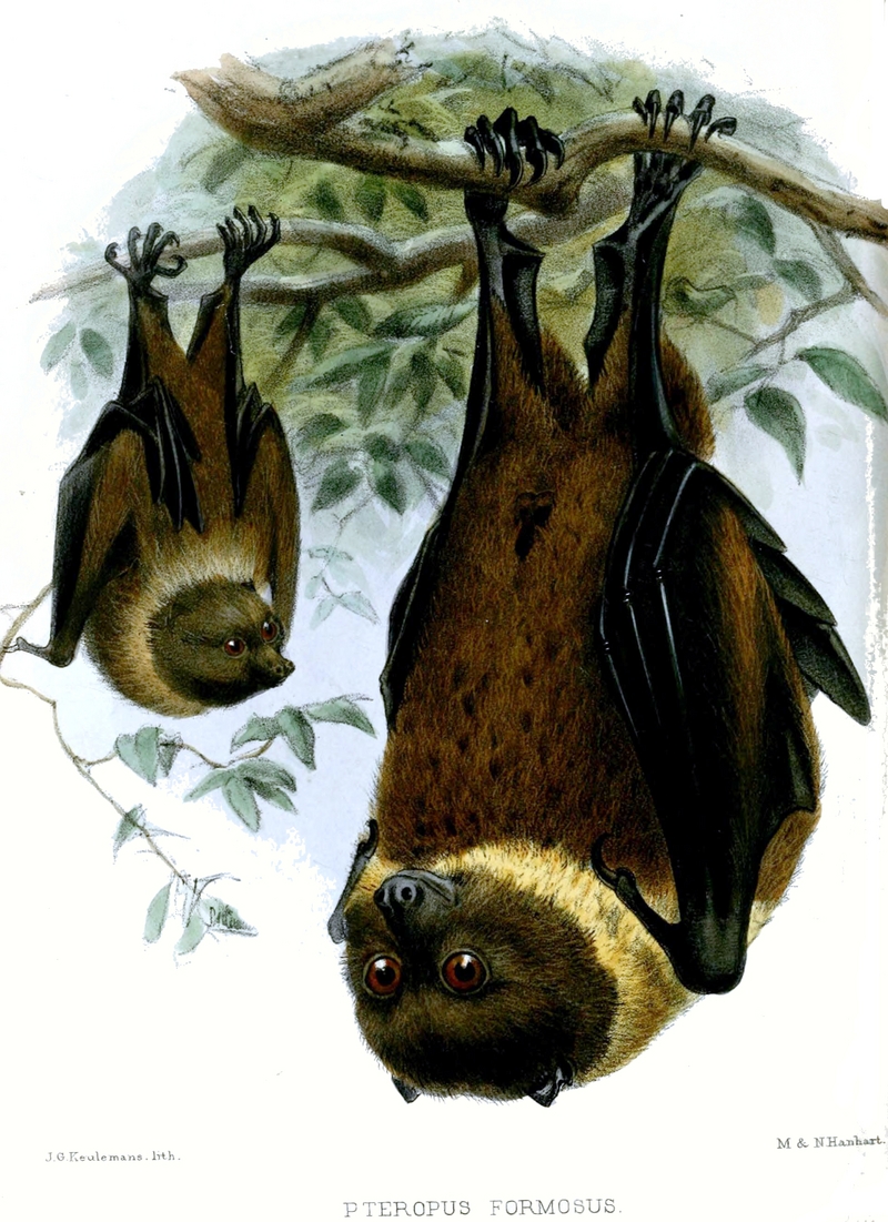 Ryukyu flying fox, Ryukyu fruit bat (Pteropus dasymallus); DISPLAY FULL IMAGE.