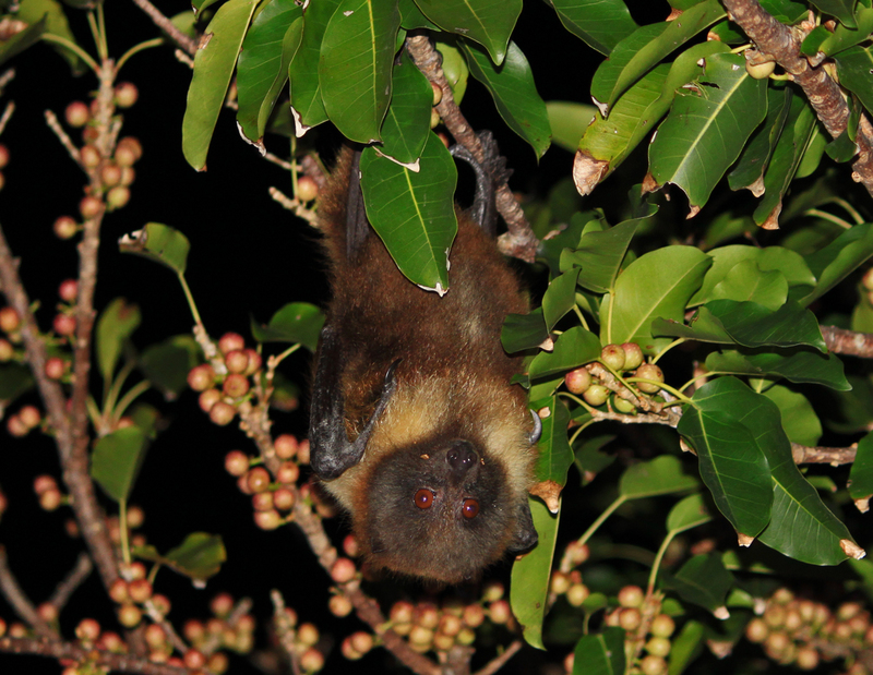 Ryukyu flying fox subspecies: Yaeyama fruit bat (Pteropus dasymallus yayeyamae); DISPLAY FULL IMAGE.