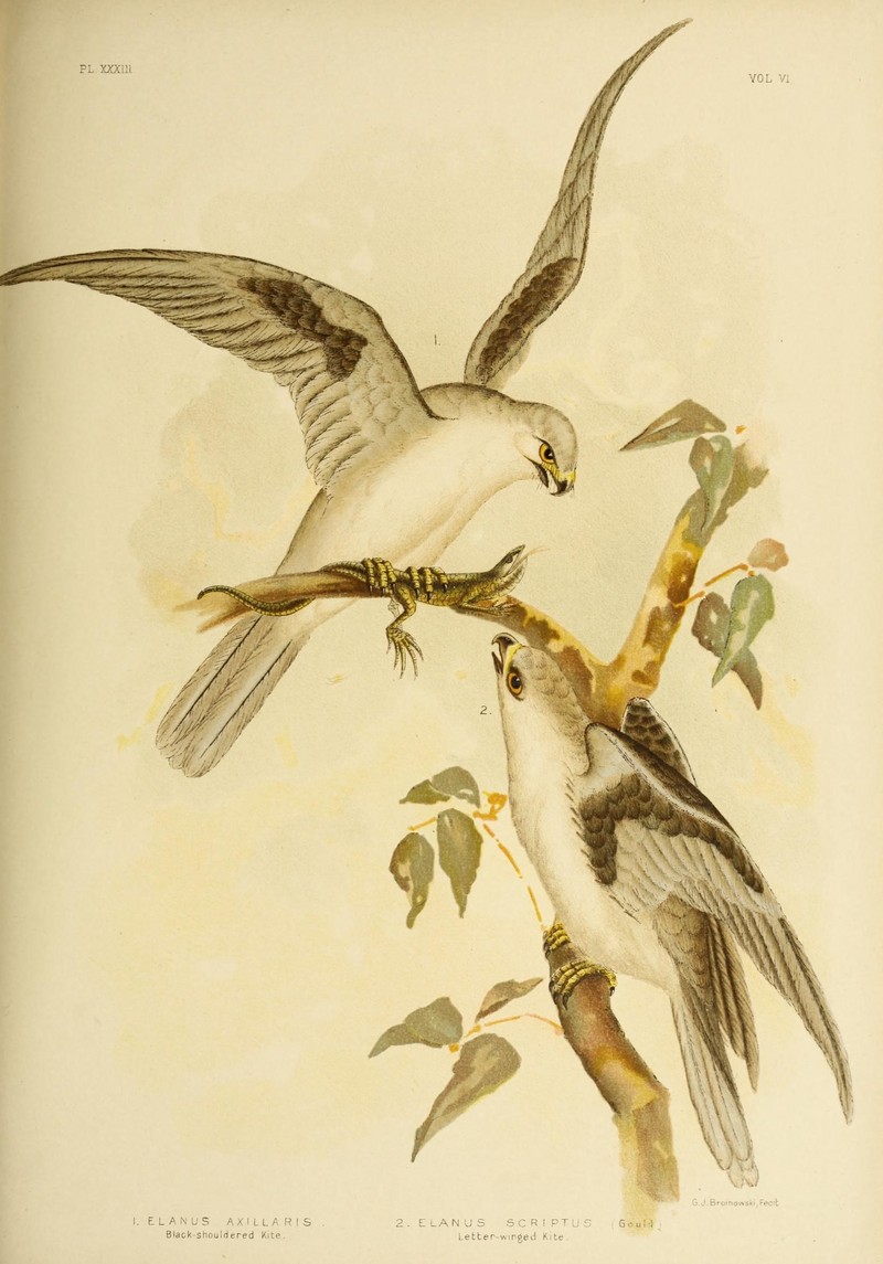 black-shouldered kite (Elanus axillaris), letter-winged kite (Elanus scriptus); DISPLAY FULL IMAGE.