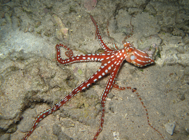 Atlantic white-spotted octopus (Callistoctopus macropus); DISPLAY FULL IMAGE.