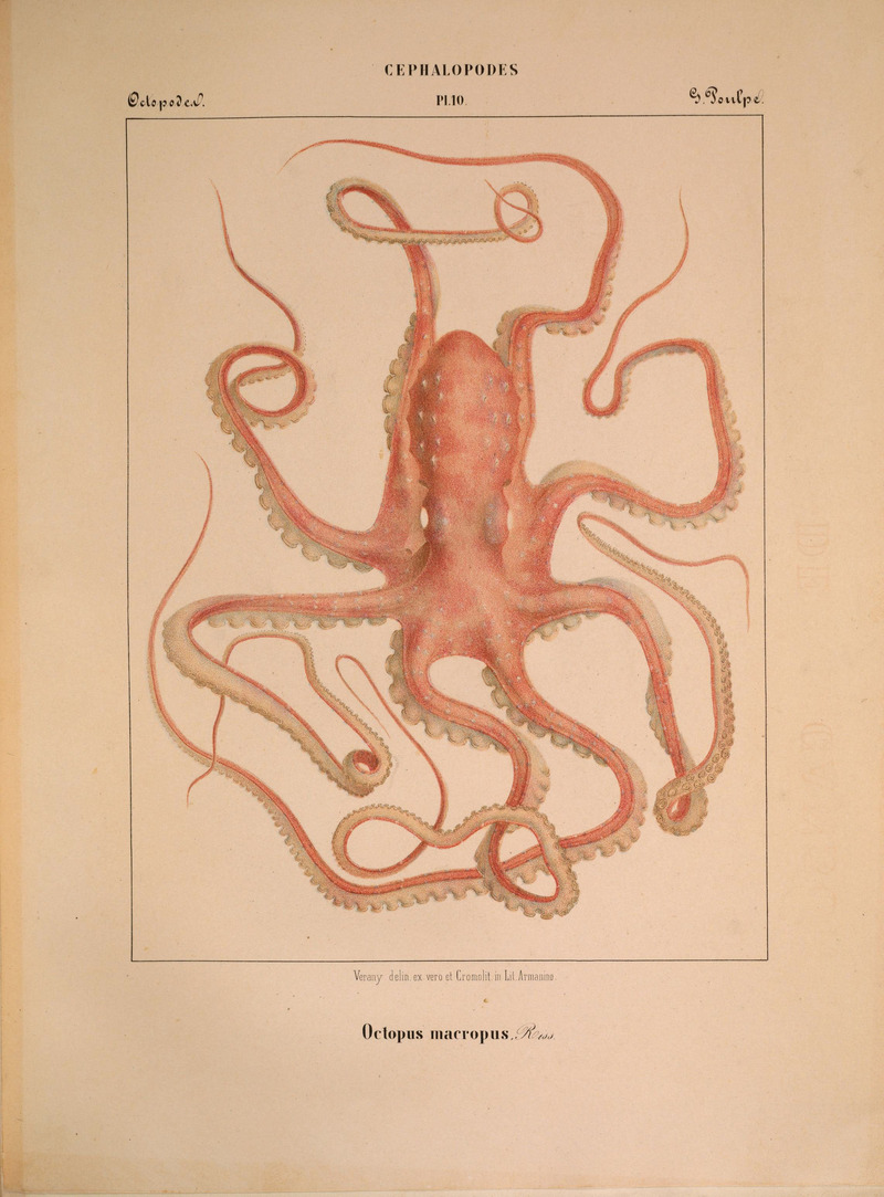 Atlantic white-spotted octopus (Callistoctopus macropus); DISPLAY FULL IMAGE.