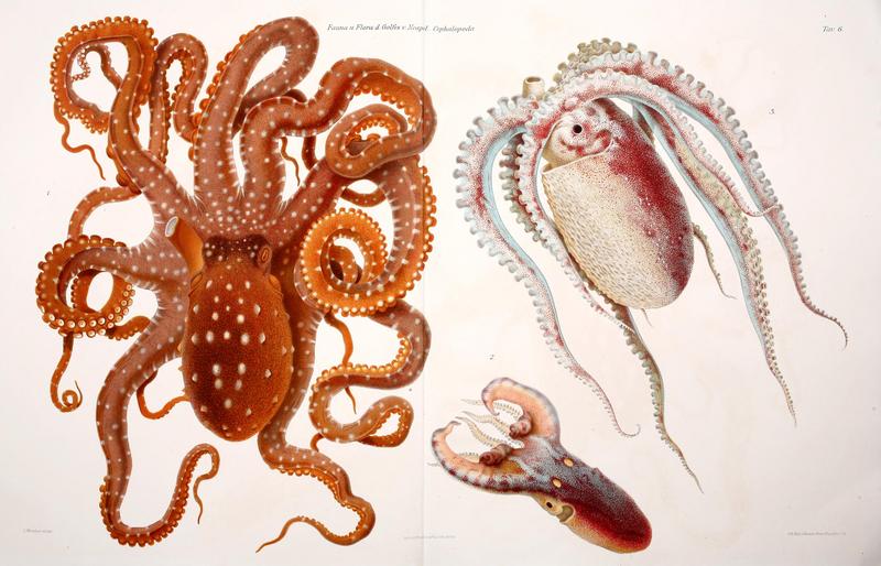 Atlantic white-spotted octopus (Callistoctopus macropus), common blanket octopus (Tremoctopus violaceus), football octopus (Ocythoe tuberculata); DISPLAY FULL IMAGE.