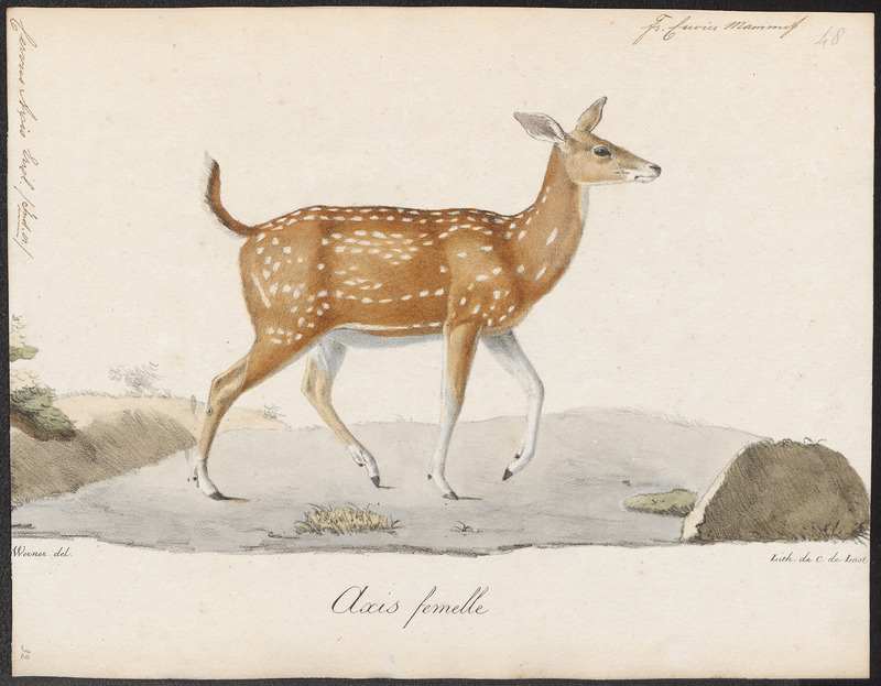 Indian spotted deer, chital (Axis axis); DISPLAY FULL IMAGE.