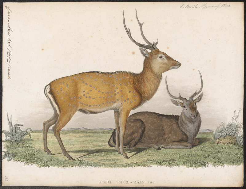 Indian spotted deer, chital (Axis axis); DISPLAY FULL IMAGE.