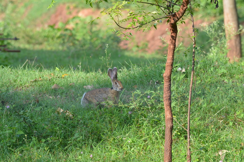 Indian hare, black-naped hare (Lepus nigricollis); DISPLAY FULL IMAGE.
