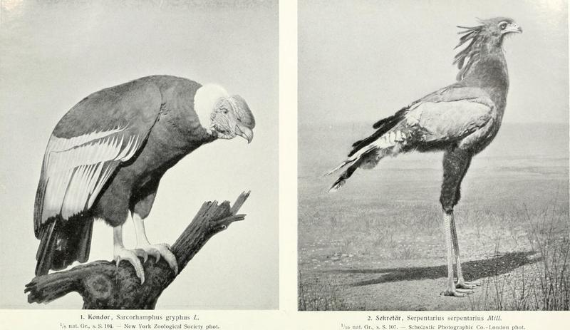Andean condor (Vultur gryphus), secretary bird (Sagittarius serpentarius); DISPLAY FULL IMAGE.