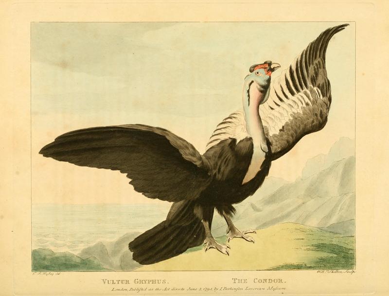 Andean condor (Vultur gryphus); DISPLAY FULL IMAGE.