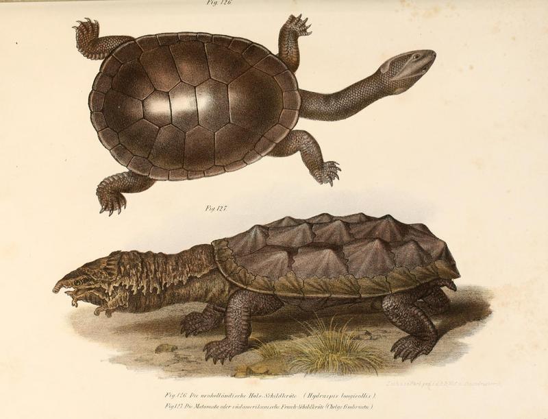 eastern long-necked turtle (Chelodina longicollis), matamata (Chelus fimbriata); DISPLAY FULL IMAGE.
