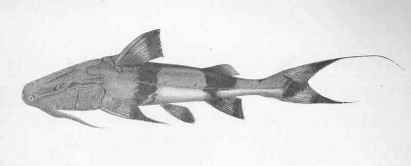 giant devil catfish, goonch catfish (Bagarius yarrelli); DISPLAY FULL IMAGE.