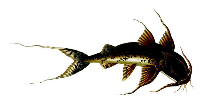 giant devil catfish, goonch catfish (Bagarius yarrelli); DISPLAY FULL IMAGE.