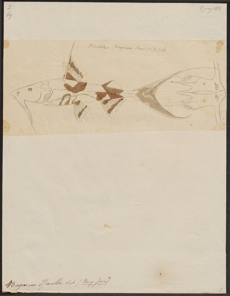 giant devil catfish, goonch catfish (Bagarius yarrelli); DISPLAY FULL IMAGE.