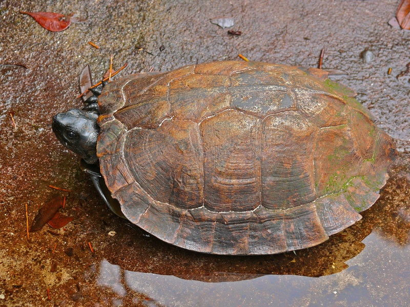 spiny turtle (Heosemys spinosa); DISPLAY FULL IMAGE.
