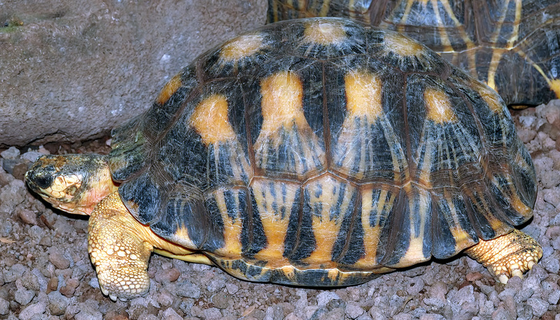 radiated tortoise (Astrochelys radiata); DISPLAY FULL IMAGE.
