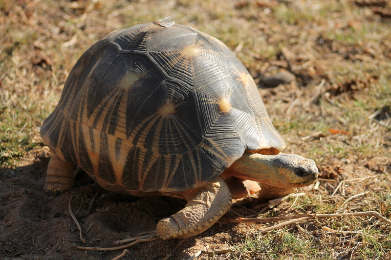 radiated tortoise (Astrochelys radiata); DISPLAY FULL IMAGE.