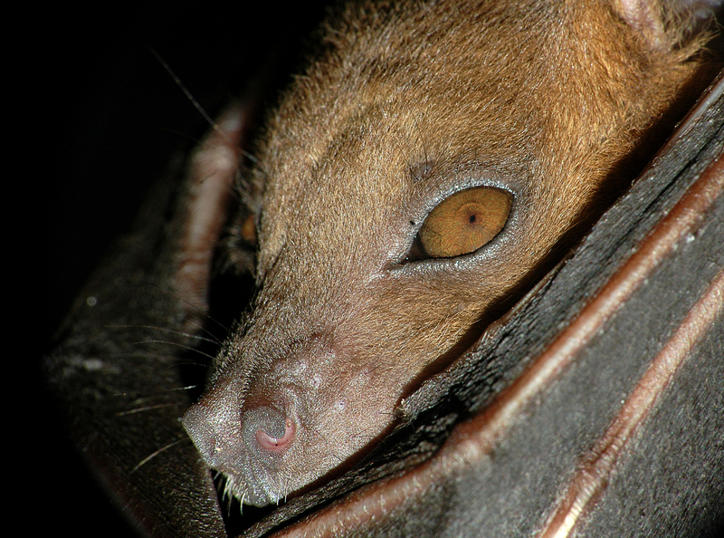 lesser short-nosed fruit bat (Cynopterus brachyotis); DISPLAY FULL IMAGE.