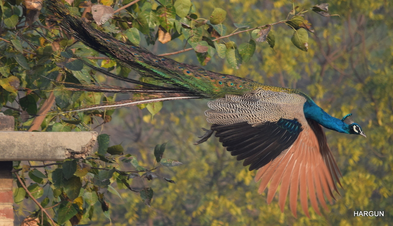 Indian peacock - blue peafowl (Pavo cristatus); DISPLAY FULL IMAGE.