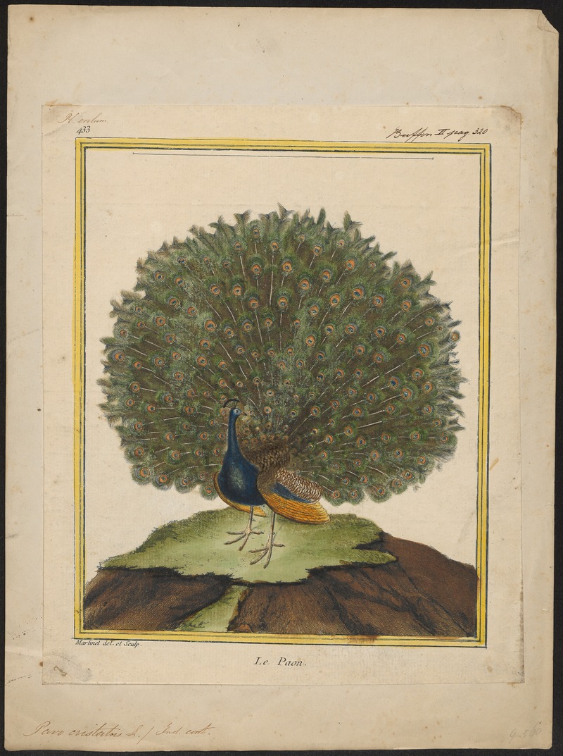 Indian peafowl, blue peafowl (Pavo cristatus); DISPLAY FULL IMAGE.