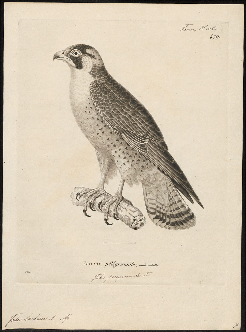 Barbary falcon (Falco pelegrinoides); DISPLAY FULL IMAGE.