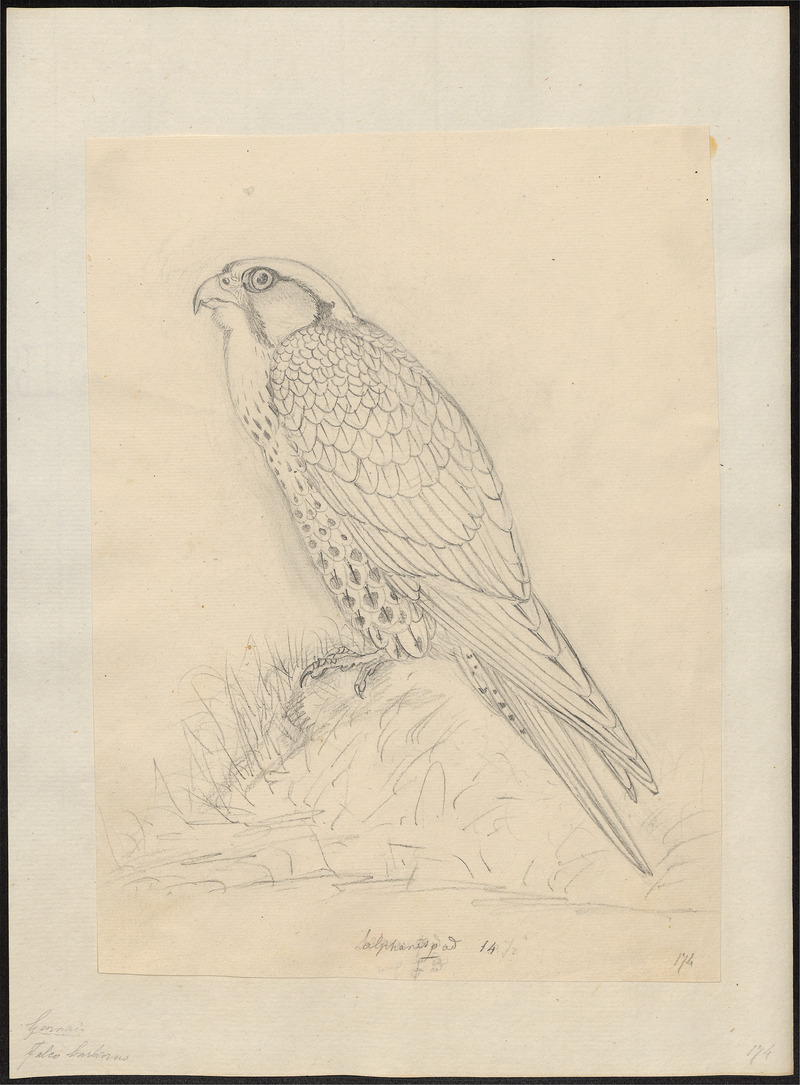 Barbary falcon (Falco pelegrinoides); DISPLAY FULL IMAGE.
