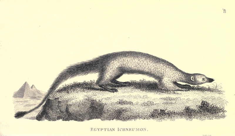 Egyptian mongoose (Herpestes ichneumon); DISPLAY FULL IMAGE.