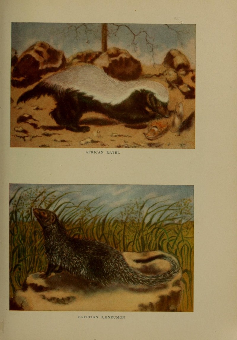 honey badger / ratel (Mellivora capensis), Egyptian mongoose / ichneumon (Herpestes ichneumon); DISPLAY FULL IMAGE.