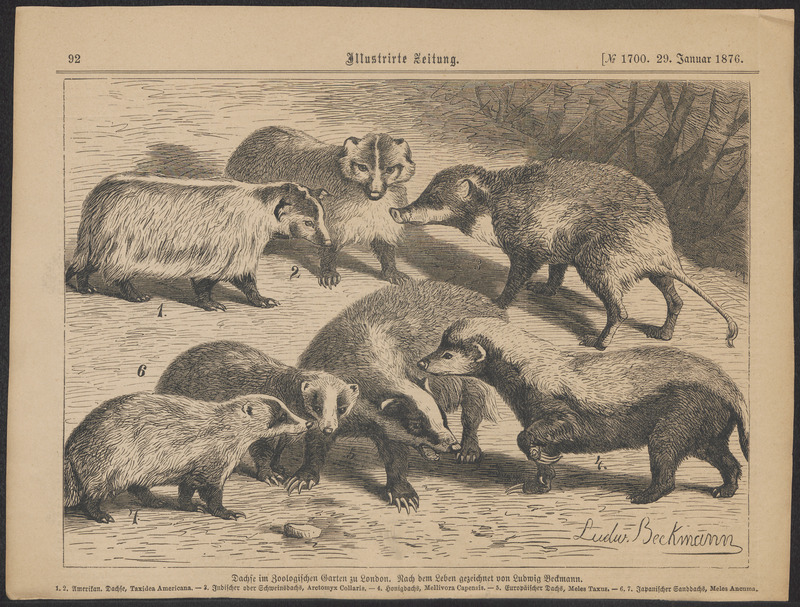 American badger (Taxidea taxus), greater hog badger (Arctonyx collaris), honey badger (Mellivora capensis), Eurasian badger (Meles meles), Japanese badger (Meles anakuma); DISPLAY FULL IMAGE.