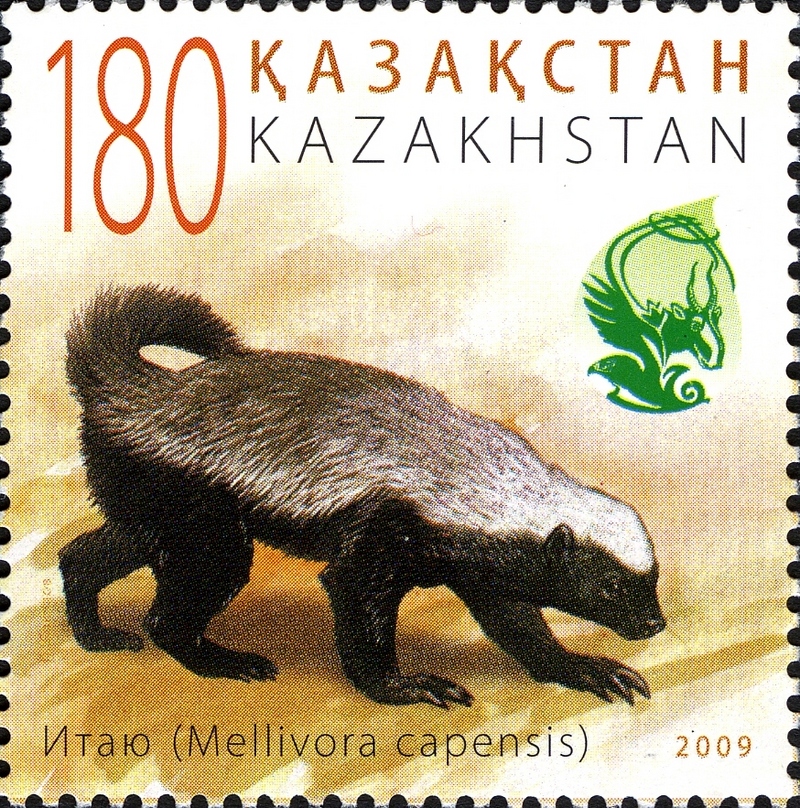 honey badger, ratel (Mellivora capensis); DISPLAY FULL IMAGE.