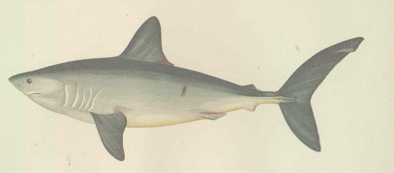 porbeagle shark (Lamna nasus); DISPLAY FULL IMAGE.