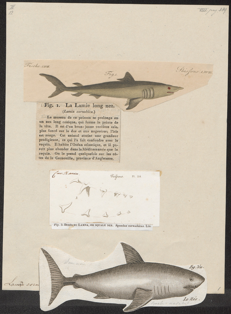 porbeagle shark (Lamna nasus); DISPLAY FULL IMAGE.