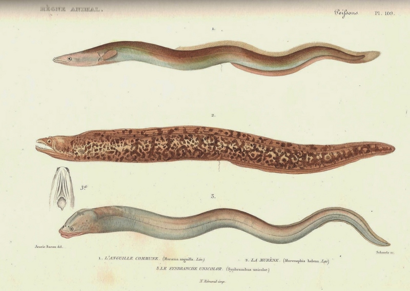 European eel (Anguilla anguilla), Mediterranean moray (Muraena helena), brown moray eel (Gymnothorax unicolor); DISPLAY FULL IMAGE.