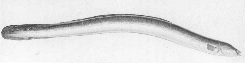 European eel, common eel (Anguilla anguilla); DISPLAY FULL IMAGE.