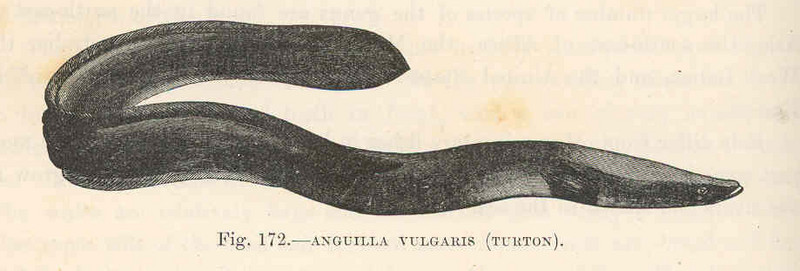 European eel, common eel (Anguilla anguilla); DISPLAY FULL IMAGE.