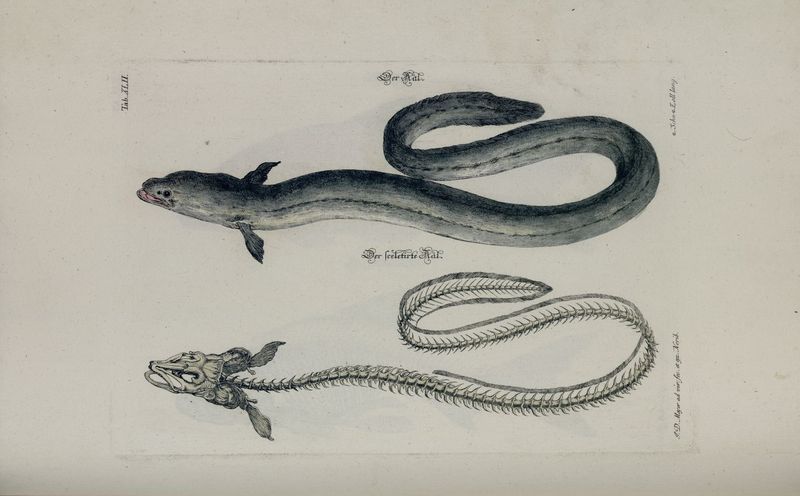 European eel, common eel (Anguilla anguilla); DISPLAY FULL IMAGE.