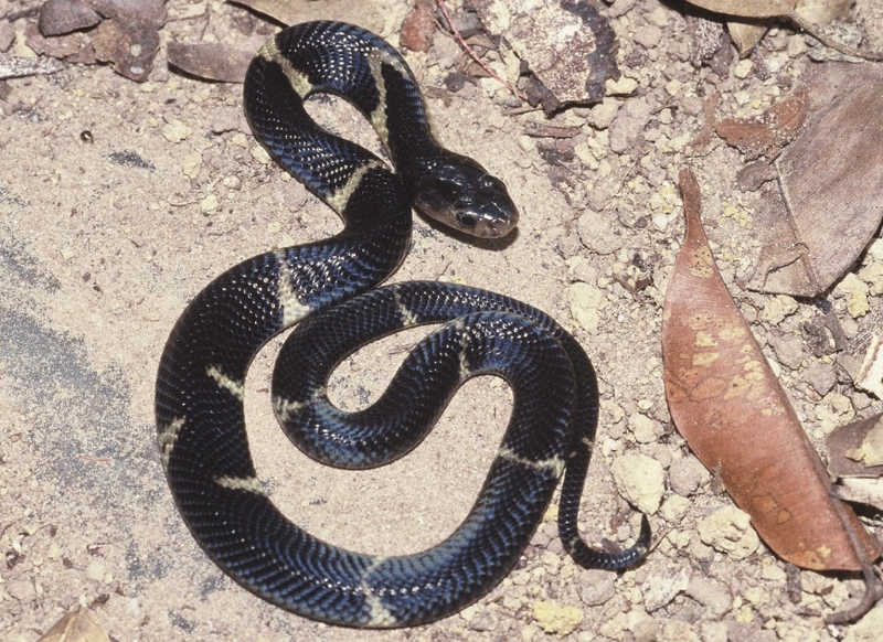Equatorial spitting cobra (Naja sumatrana); DISPLAY FULL IMAGE.