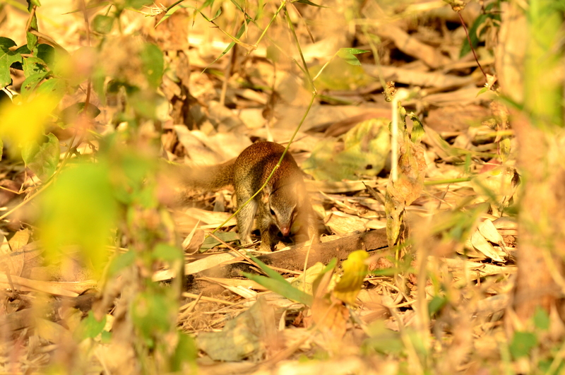Madras treeshrew, Indian tree shrew (Anathana ellioti); DISPLAY FULL IMAGE.