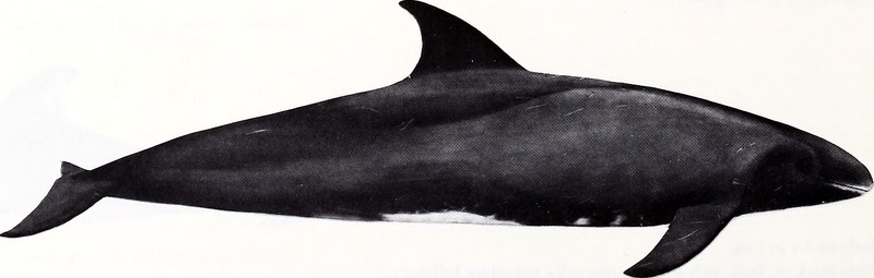 pygmy killer whale (Feresa attenuata); DISPLAY FULL IMAGE.