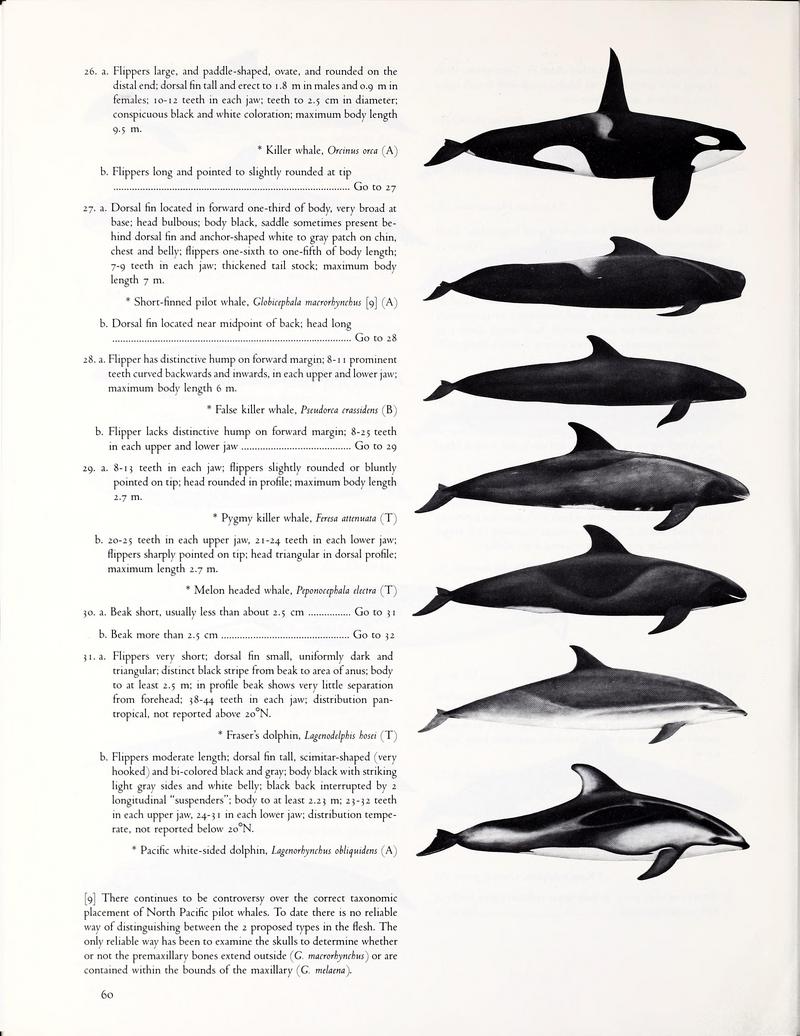 killer whale (Orcinus orca), short-finned pilot whale (Globicephala macrorhynchus), false killer whale (Pseudorca crassidens), pygmy killer whale (Feresa attenuata), melon-headed whale (Peponocephala electra), Fraser's dolphin (Lagenodelphis hosei), Pacific white-sided dolphin (Lagenorhynchus obliquidens); DISPLAY FULL IMAGE.