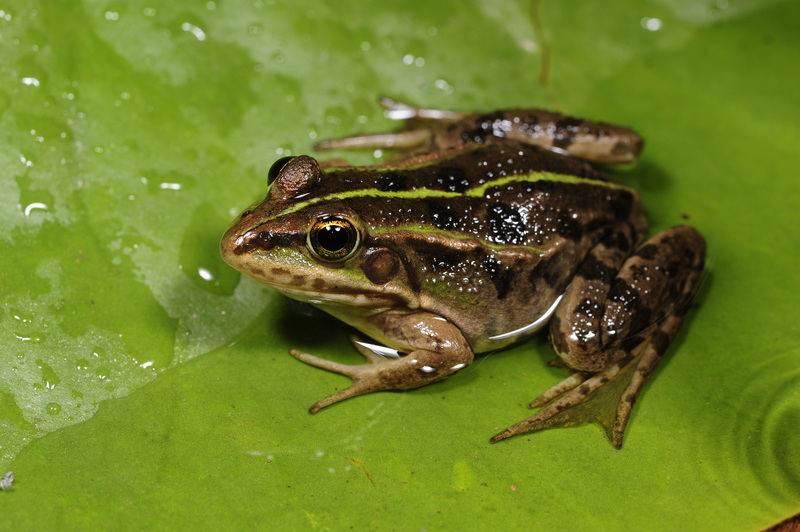 Albanian water frog (Pelophylax shqipericus); DISPLAY FULL IMAGE.