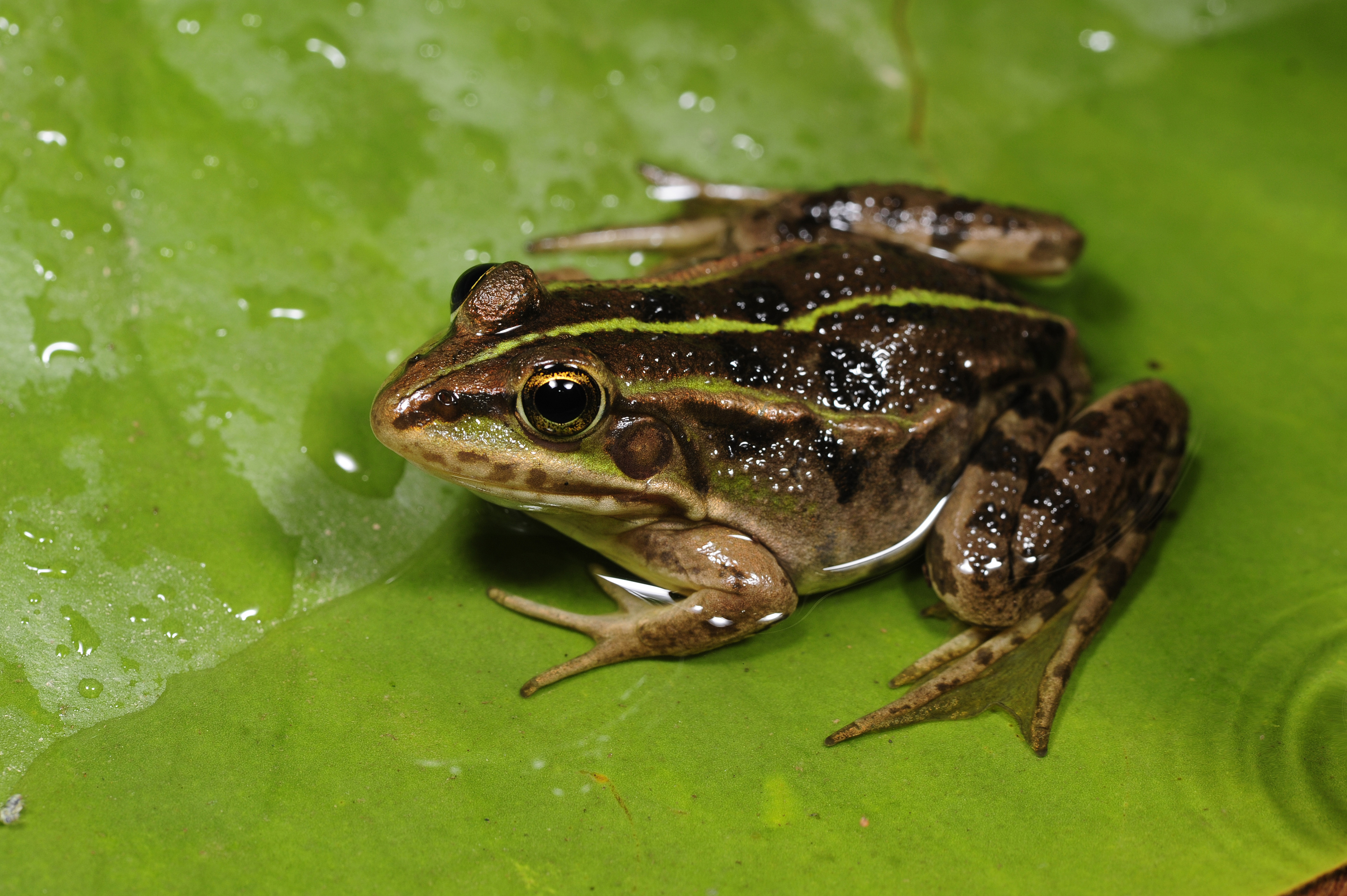 Albanian water frog (Pelophylax shqipericus); Image ONLY