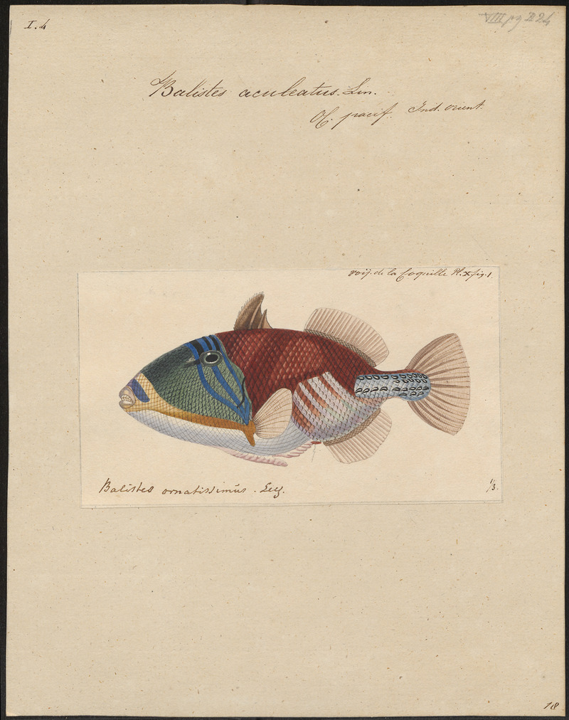 Picasso fish, lagoon triggerfish (Rhinecanthus aculeatus); DISPLAY FULL IMAGE.