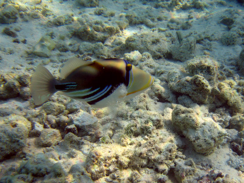 Picasso fish, lagoon triggerfish (Rhinecanthus aculeatus); DISPLAY FULL IMAGE.