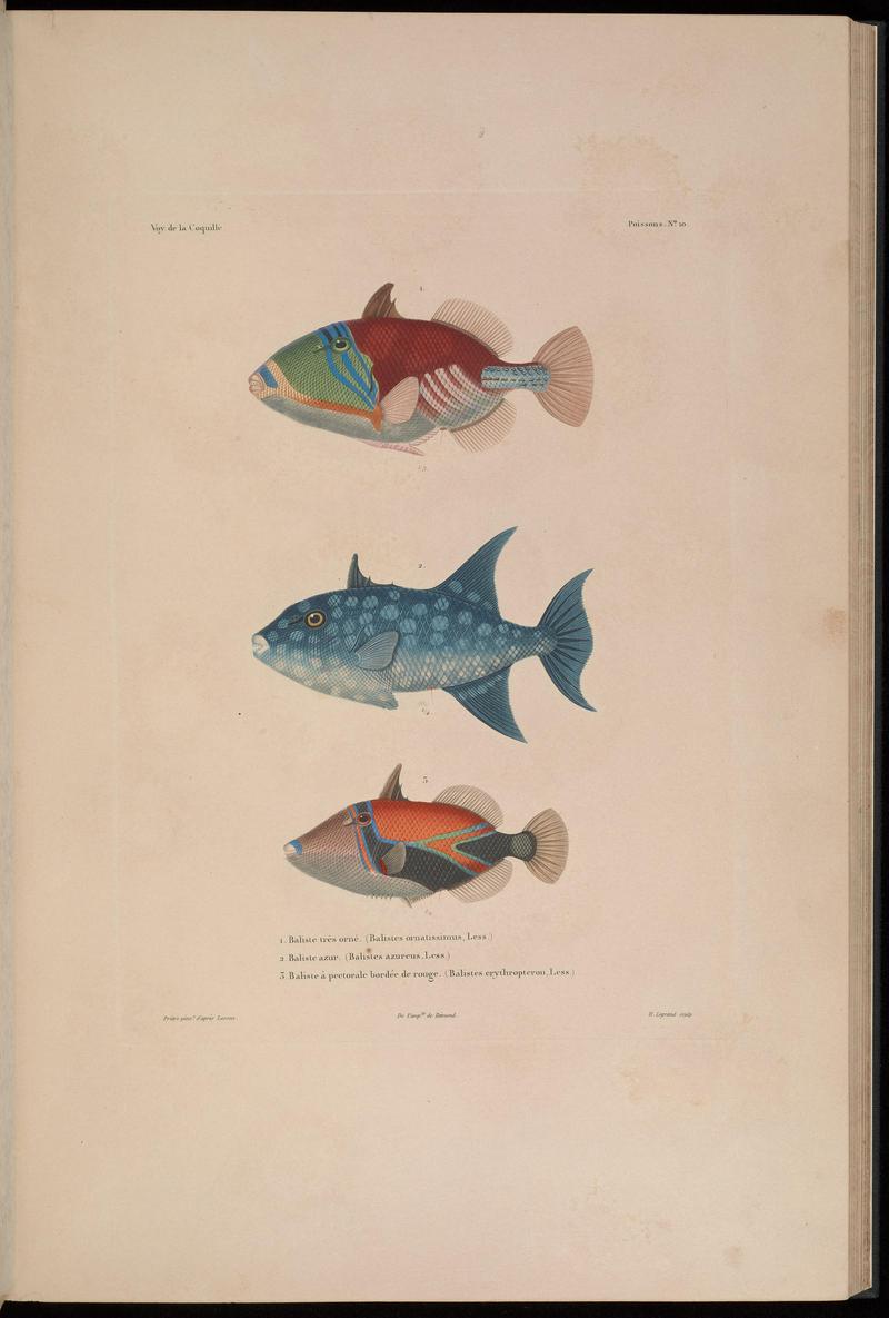 lagoon triggerfish (Rhinecanthus aculeatus), rough triggerfish (Canthidermis maculata), wedge-tail triggerfish (Rhinecanthus rectangulus); DISPLAY FULL IMAGE.