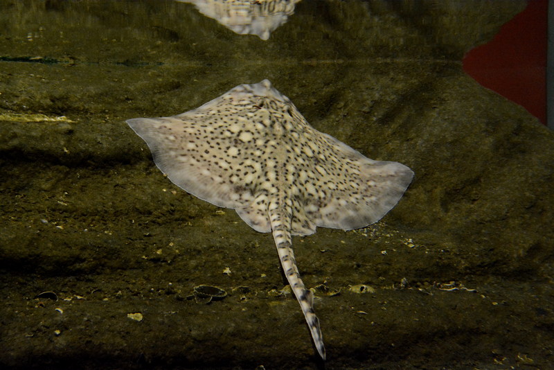 thornback ray, thornback skate (Raja clavata); DISPLAY FULL IMAGE.