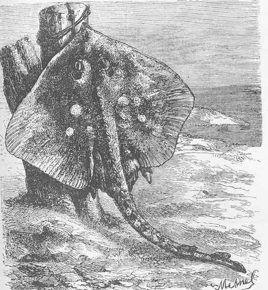 thornback ray, thornback skate (Raja clavata); Image ONLY