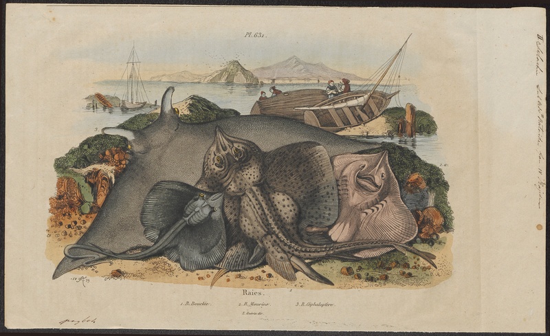thornback ray (Raja clavata), cownose ray (Rhinoptera bonasus), devil fish (Mobula mobular); DISPLAY FULL IMAGE.