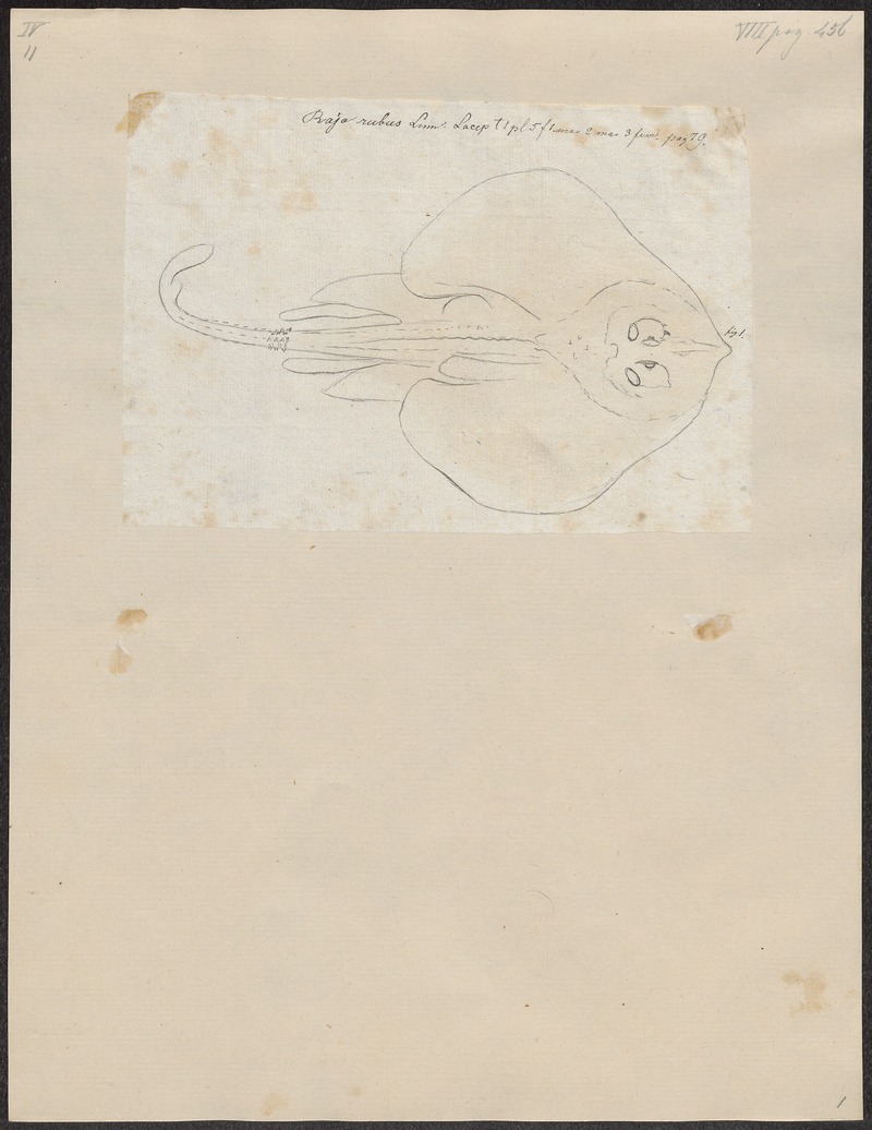 thornback ray, thornback skate (Raja clavata); DISPLAY FULL IMAGE.