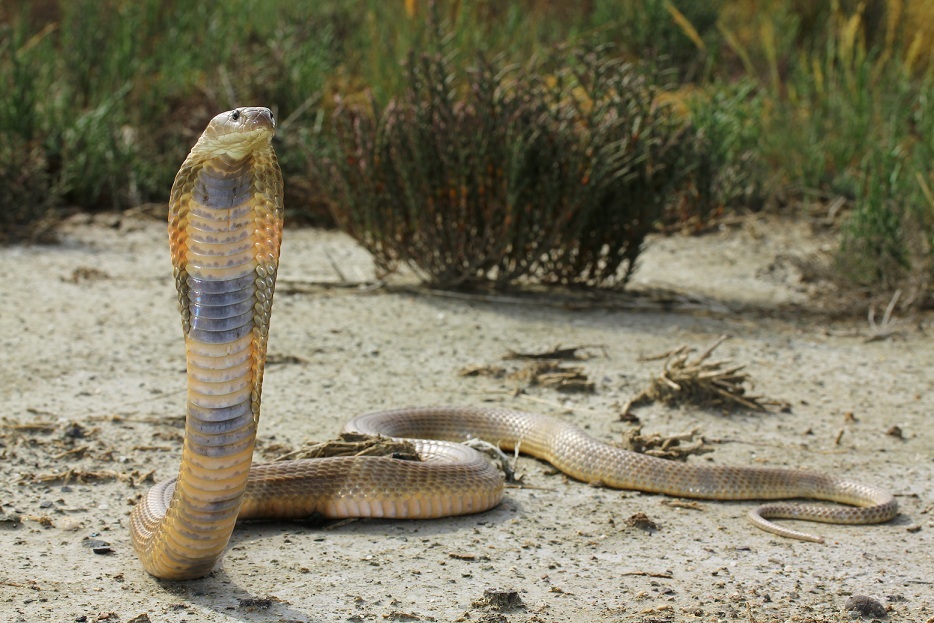Caspian cobra (Naja oxiana); Image ONLY